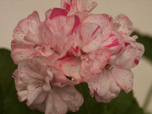 Show off - �gg- och F�gel�ggspelargoner.